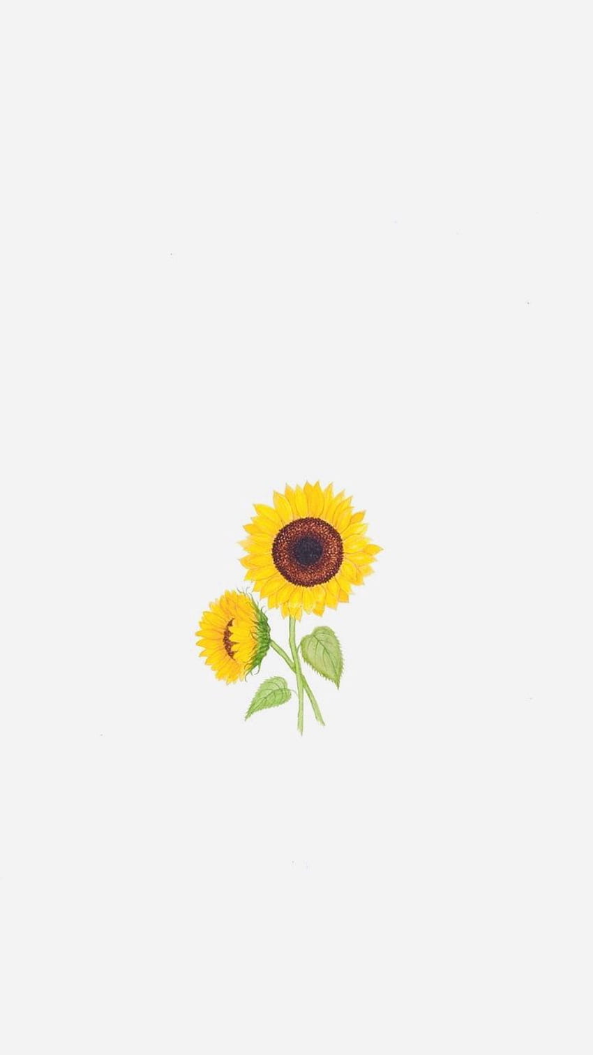 Miljukowa über die Liebe. Sonnenblume, Gelb, iPhone, einfache Sonnenblume HD-Handy-Hintergrundbild