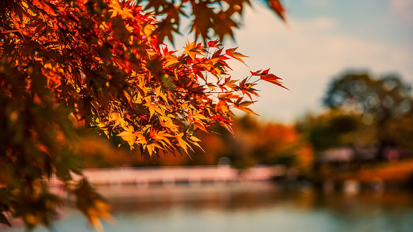 Maple Tree Autumn Lake, Maple Leaf Tree HD wallpaper
