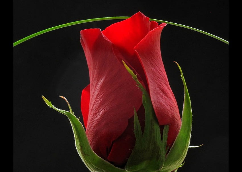 Rose rouge, belle Fond d'écran HD
