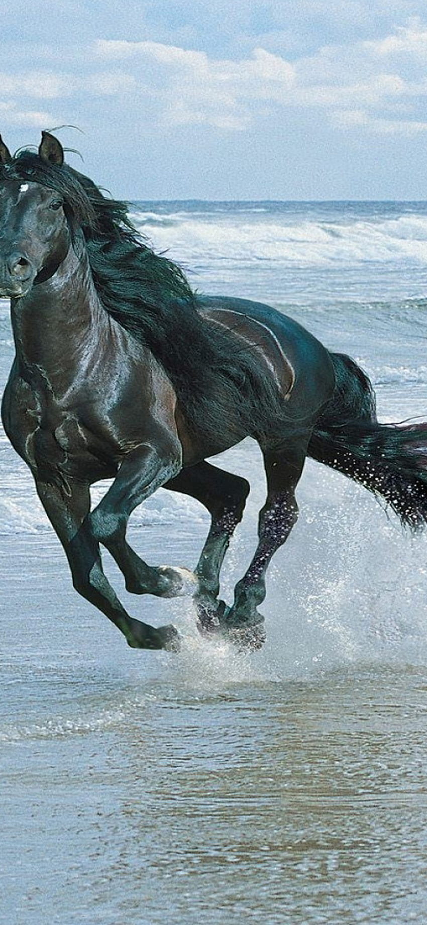 Schwarzes Pferd IPhone X2 IPhoneX2 HD-Handy-Hintergrundbild