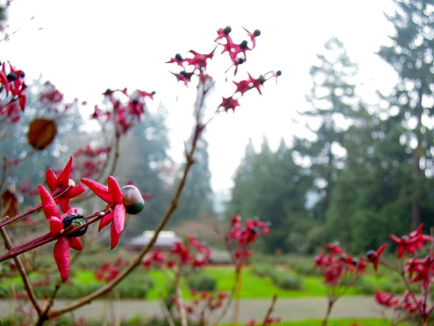 In Bloom: The Pacific Northwest's Most Noteworthy Floral Findings. Clipper Vacations Magazine, Pacific Northwest Spring HD wallpaper