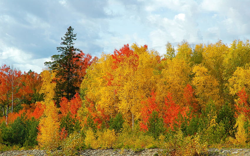 自然, 木, 空, 秋, 白樺, 色, 色合い, 食べた, さまざまな, 多様性 高画質の壁紙