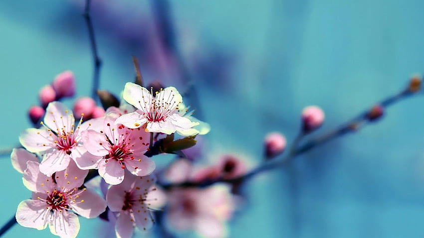 Latar Belakang Bunga Sakura, Bunga Sakura Gelap Wallpaper HD