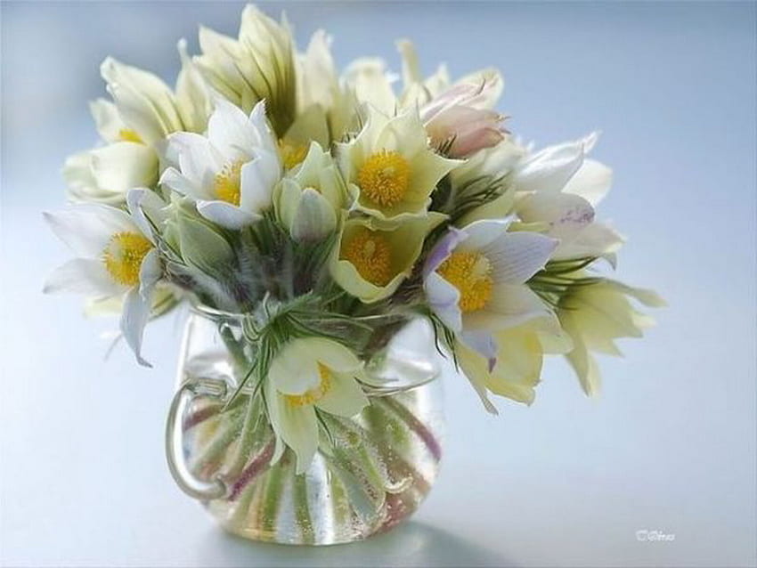 miękki, anemon, szkło, biały, kwiat Tapeta HD