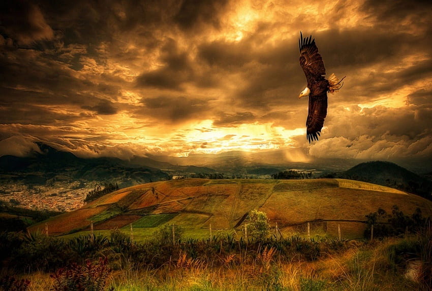 Орел в полет, орел, пера, глава, ден, кафяво, животни, дървета, крила, бяло, хълмове, склонове, птица, пейзаж, храсти, летене, планина, поле, светлина, облаци, природа, небе, цветя, лъч HD тапет