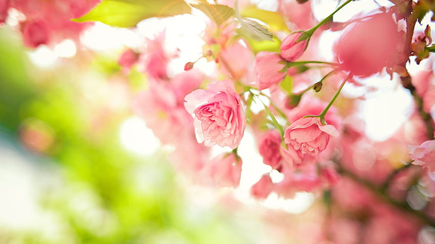 ดอกไม้สีชมพู ดอกไม้สีชมพูพาสเทล วอลล์เปเปอร์ HD