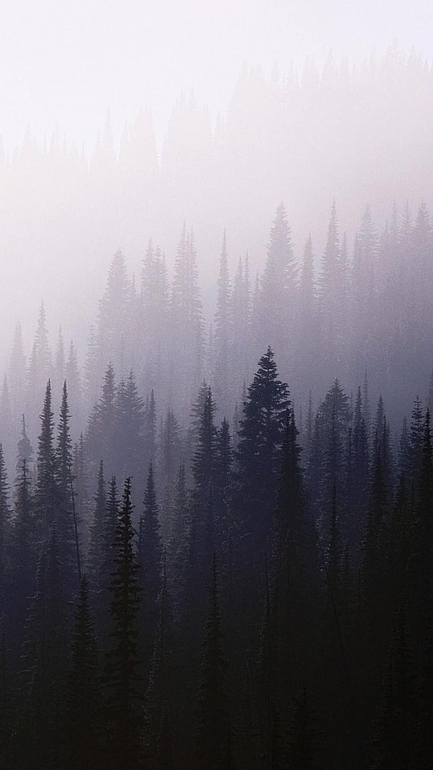 Nature Background Tumblr Nature Misty Morning - Forest, Dark Forest Aesthetic HD phone wallpaper