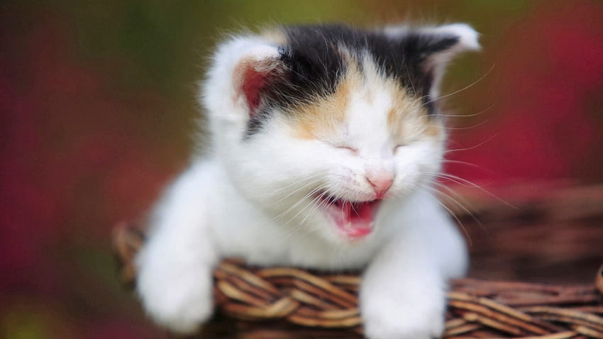ridendo felice. gatto che ride simpatici animali dal viso felice, Baby Cats Sfondo HD