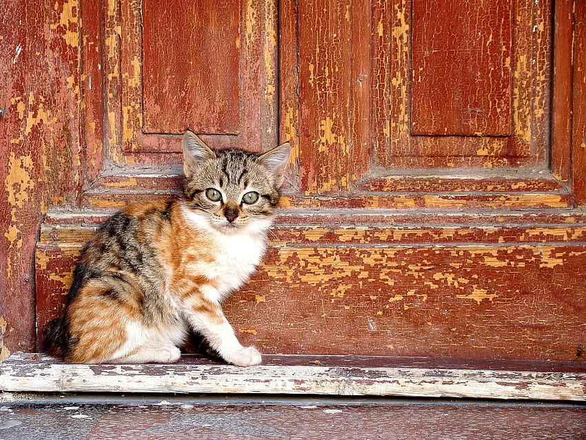 Animals, Kitty, Kitten, Door, Shabby HD wallpaper