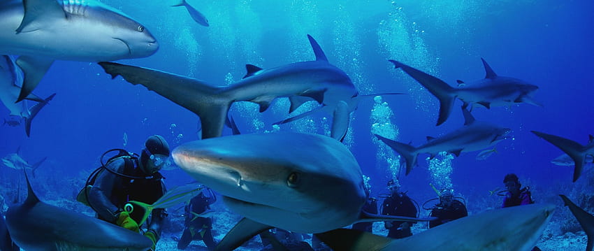 Similan Islands, , , Tailândia, mergulho, tubarão, reserva, descanso, viagem, férias, oceano, praia, Os melhores locais de mergulho do mundo Dual Wide display, 2560X1080 Tubarão papel de parede HD
