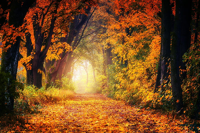 Парк, природа, дървета, есен, блясък, светлина, пътека, листа, златно HD тапет