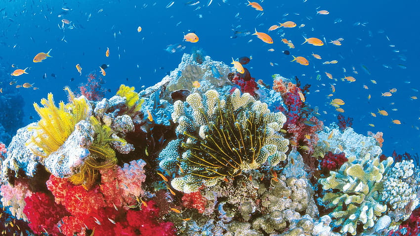 Wielka rafa koralowa, wysokiej jakości tło wielkiej, prawdziwej rafy koralowej Tapeta HD