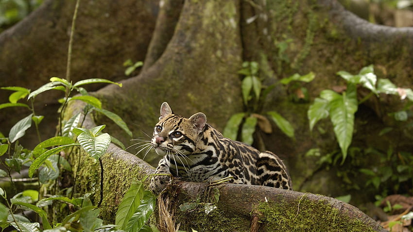 Animals, Foliage, Wild Cat, Jungle HD wallpaper