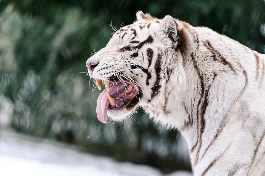 Zwierzęta, uśmiech, drapieżnik, wystający język, wystający język, biały tygrys Tapeta HD