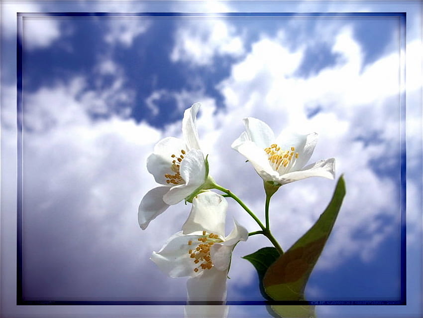 Jasmine For Lisy, blanco, flor, nubes, cielo, flores, jazmín fondo de pantalla