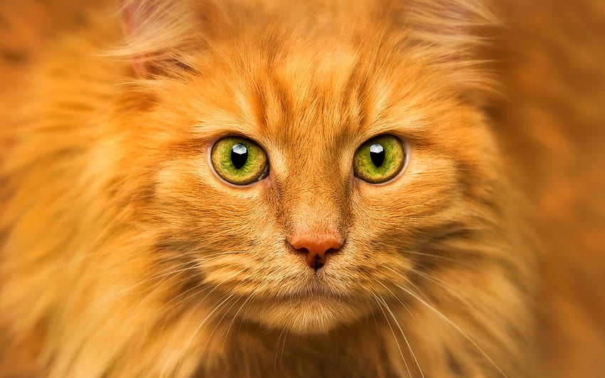 Мейн Куун, джинджифилова котка, зелени очи, пухкава котка, сладки животни, джинджифил Мейн Куун, домашни любимци, котки, домашни котки, котка Мейн Куун за с резолюция . Високо качество, оранжев мейн куун HD тапет
