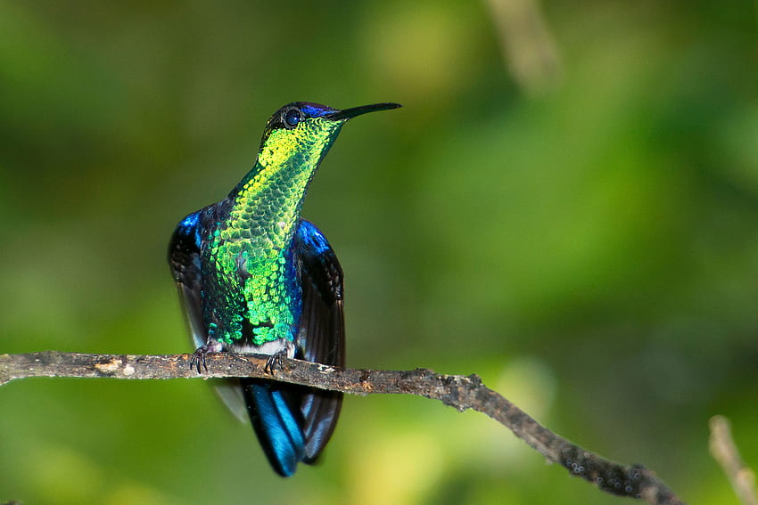 amazing hummingbird, hummingbird, beautiful, color, green HD wallpaper