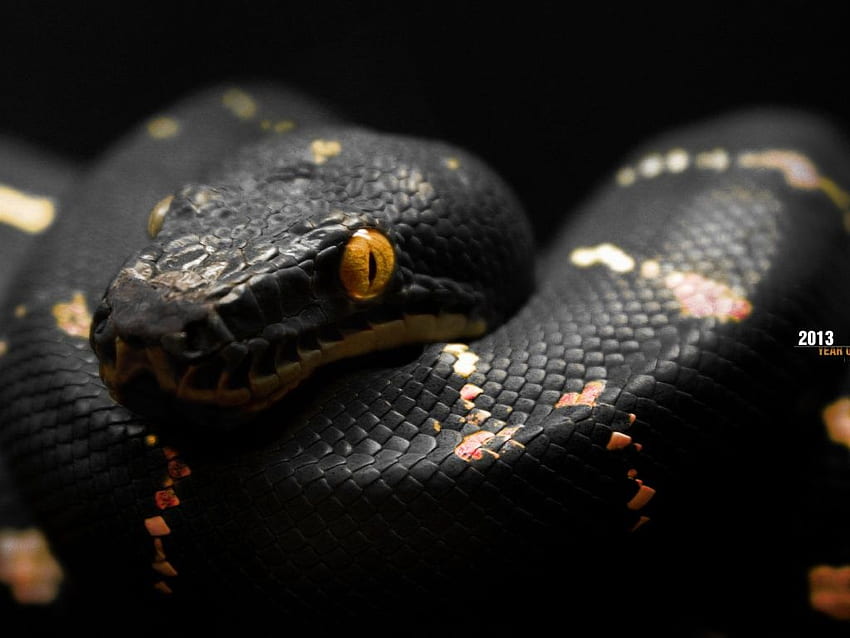 Year of The Black Snake . Hayvanlar, Egzotik HD wallpaper