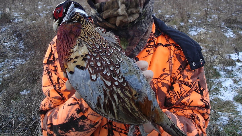 Small Game Hunting : Pheasant Ground Pound with a 20 Ga. Shotgun, Upland Hunting HD wallpaper
