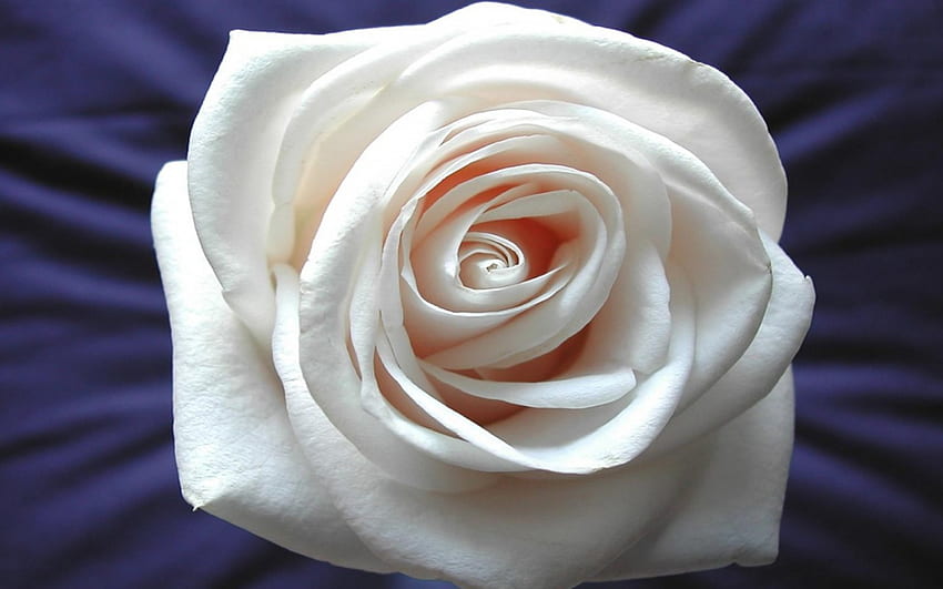 White Rose, on blue, rose, pretty, flower, nature HD wallpaper
