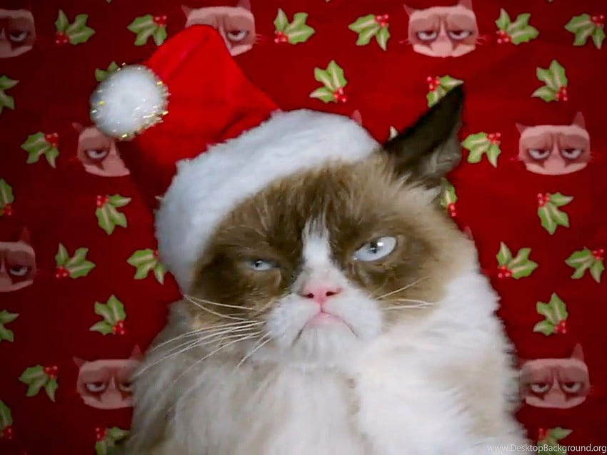 Grumpy Cat Christmas Hat . Background HD wallpaper