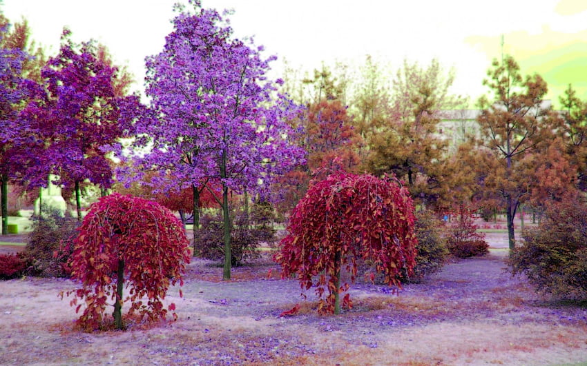 Arbres colorés, violet, coloré, rouge, arbres, nature Fond d'écran HD