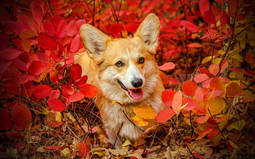 Corgi, , musim gugur, hewan peliharaan, Welsh Corgi, anjing, daun merah, anjing lucu, bokeh, Welsh Corgi Dog, Pembroke Welsh Corgi Wallpaper HD