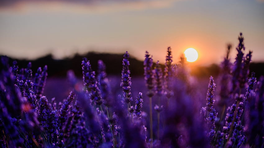 Lavender Matahari terbenam, langit, bunga, tanaman, lapangan, matahari Wallpaper HD