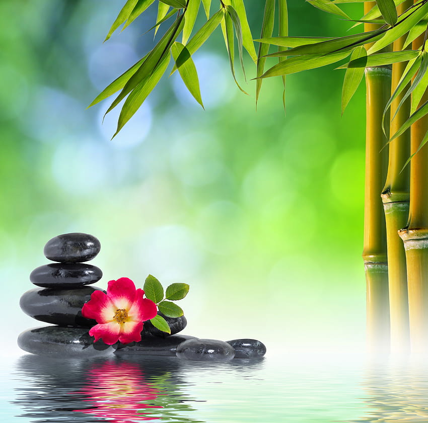 Relaxing, flower, stone, spa, for you HD wallpaper