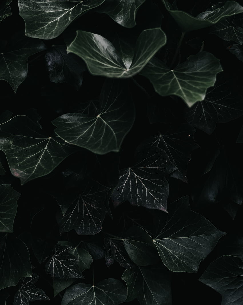 Leaves, Plant, Macro, Dark, Ivy HD phone wallpaper