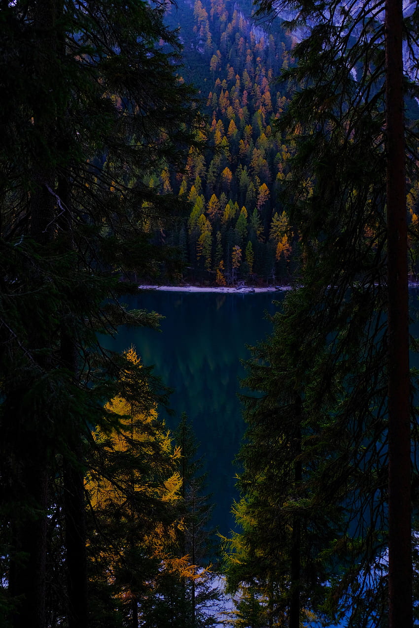 Природа, Есен, Езеро, Тъмно, Гора, Клони HD тапет за телефон