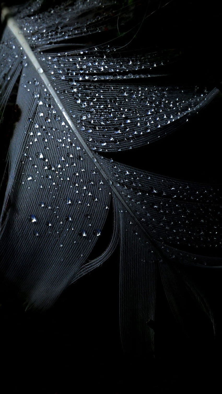 Black Feather Dew Drops Mysterious Android . Black Iphone, Black , Feather, Dark and Mysterious HD phone wallpaper