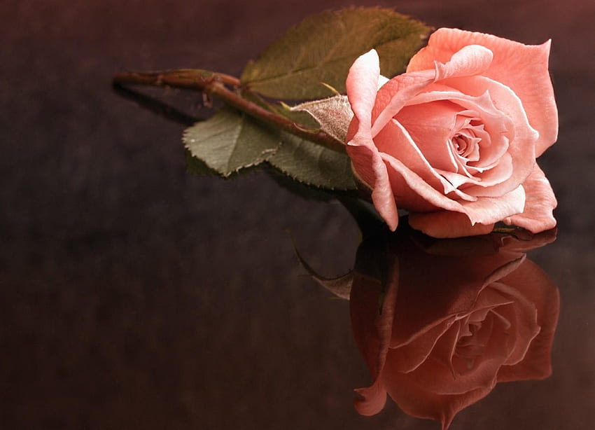 Flowers, Reflection, Rose Flower, Rose, Surface, Loneliness HD wallpaper