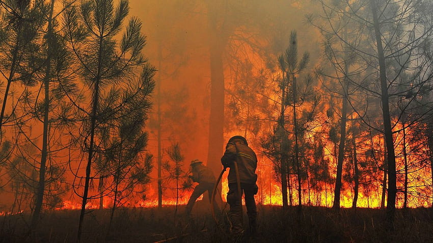 산불 화염 나무재해 묵시록(39), 산불 HD 월페이퍼