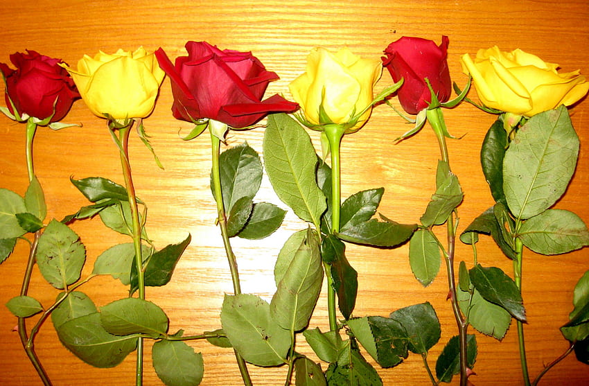 バラの列、テーブル、茎、つぼみ、バラ、黄色、赤、花 高画質の壁紙