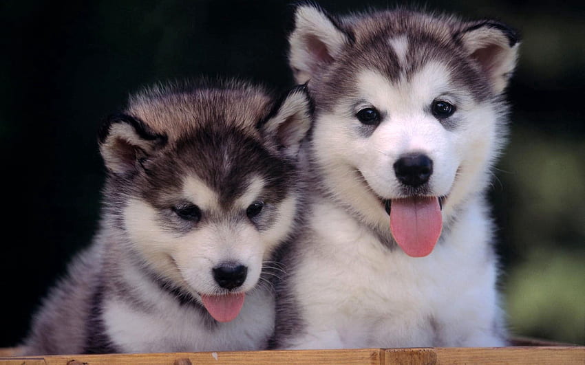Animals, Couple, Pair, Relaxation, Rest, Husky, Puppies HD wallpaper