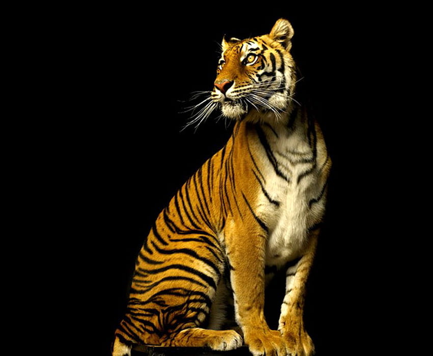 Tiger Queen, stripes, white, black, tiger, black background, orange HD wallpaper