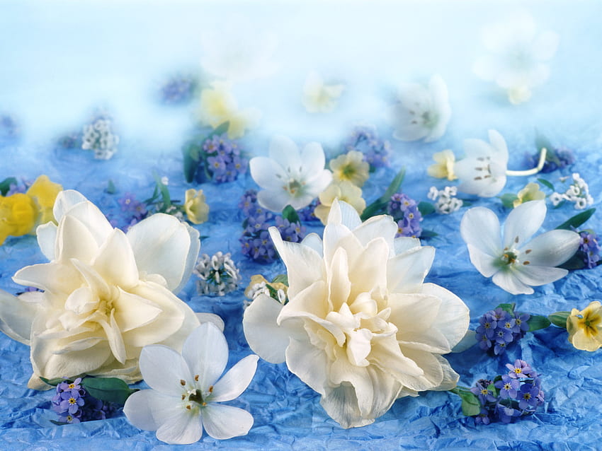 Loving you, blue, white, yellow, blossoms, flowers HD wallpaper