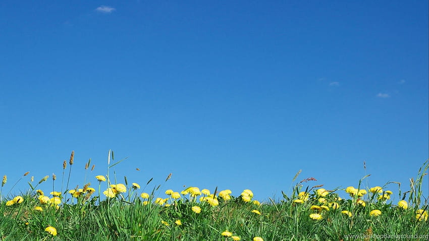 Dandelions Under Bright Blue Sky Background HD wallpaper