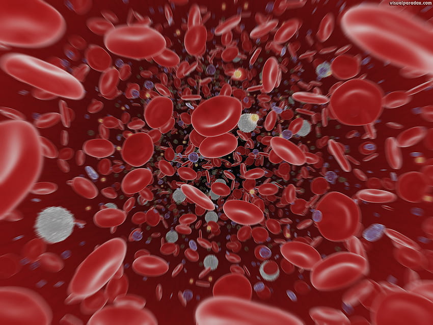 Neuron Dan Sel Darah Merah D - Sel Darah - Wallpaper HD