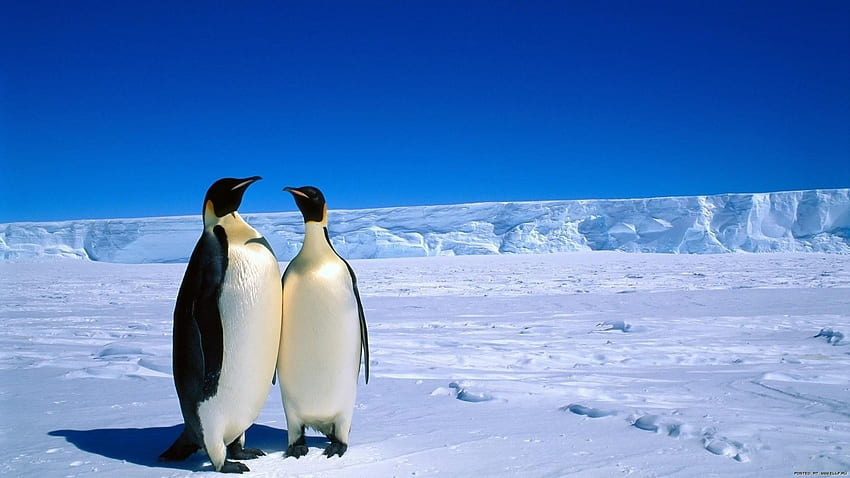 동물, 풍경, Pinguins HD 월페이퍼
