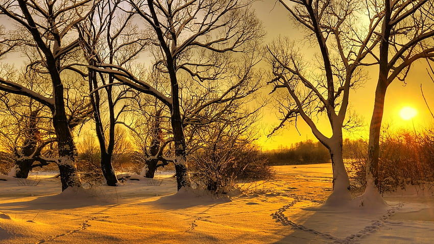 ゴールデンアワー、風景、木々、雪、日の出、空 高画質の壁紙