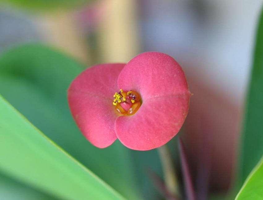 Single Pink Flower, pink flower, garden, green leaves HD wallpaper