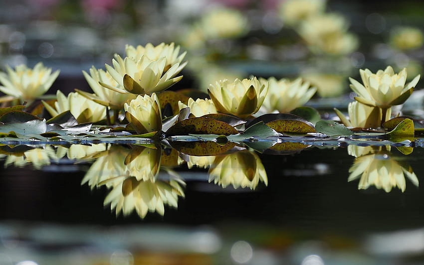 Waterlilies, white, reflection, flowers, water HD wallpaper