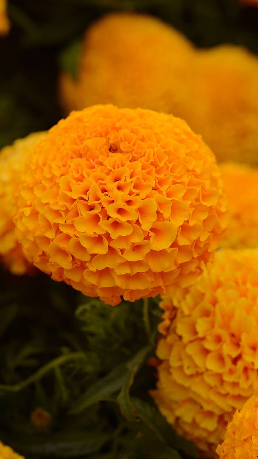 Marigold, Flower, Marigold Orange Flower HD phone wallpaper | Pxfuel