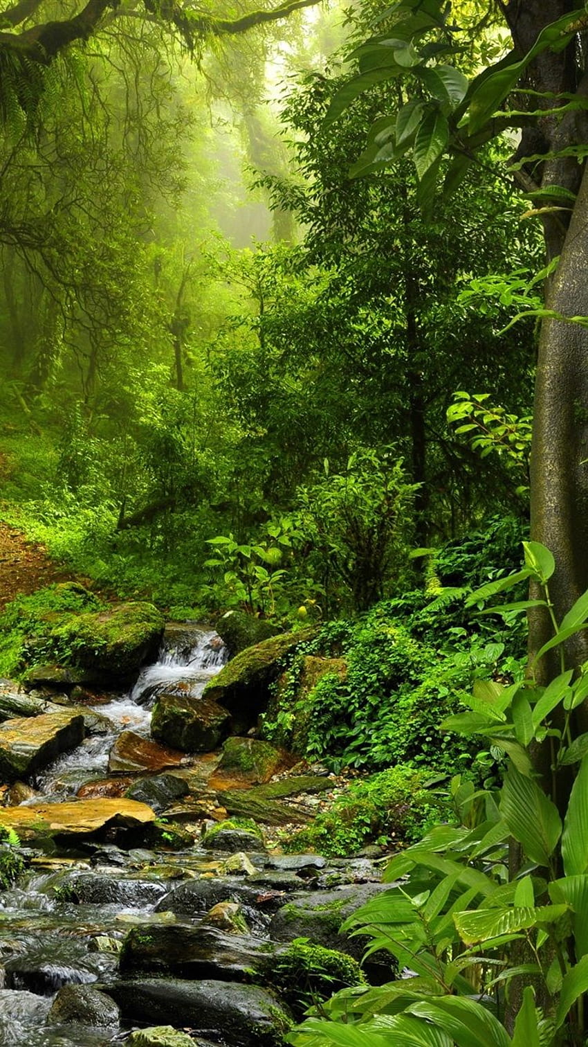 Thailandia natura paesaggio, foresta tropicale, alberi, verde, pietre, foresta pluviale Sfondo del telefono HD