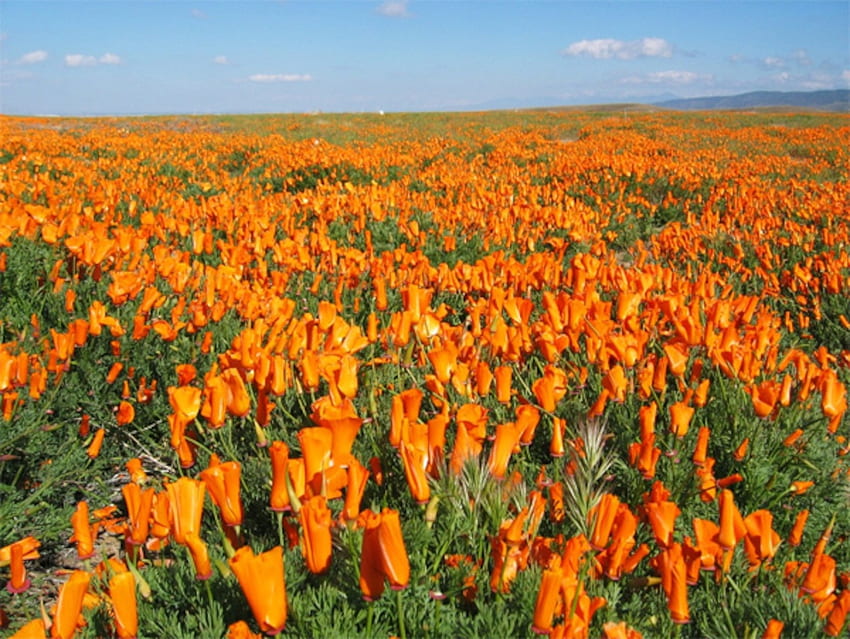 ทุ่งดอกป๊อปปี้ในแคลิฟอร์เนีย ดอกป๊อปปี้ ทุ่ง ทะเลทราย ธรรมชาติ ดอกไม้ วอลล์เปเปอร์ HD