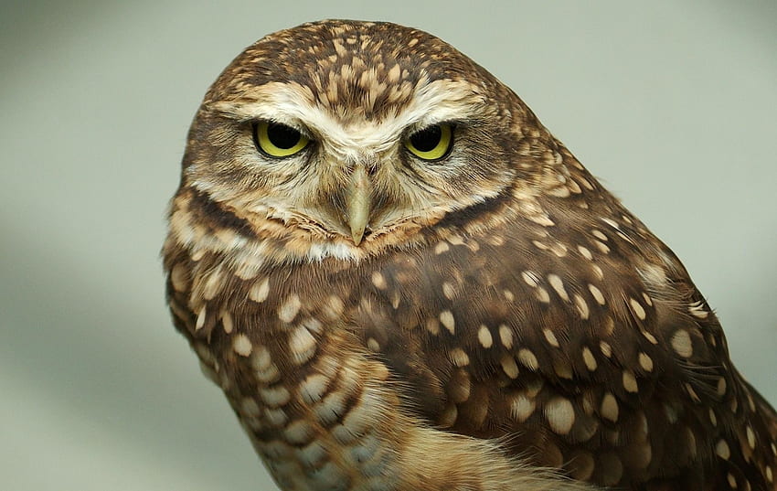 Animals, Owl, Feather, Bird, Muzzle, Eyes, Predator HD wallpaper