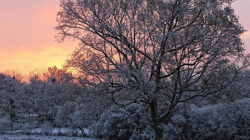 wonderful sky in winter, winter, trees, pink, sky HD wallpaper