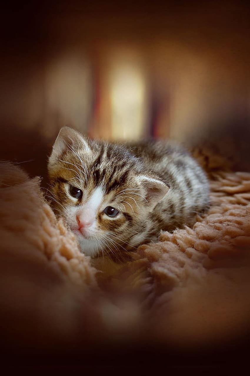 : kitten, animal, cute, cat baby, baby cat, small cats, manipulation, Kawaii Cat Face HD phone wallpaper